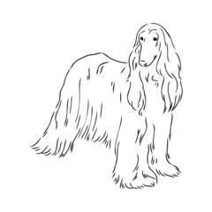 Afghan Hound. Black and white graphic drawing of a dog.