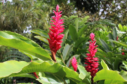 Jardin de Balata.