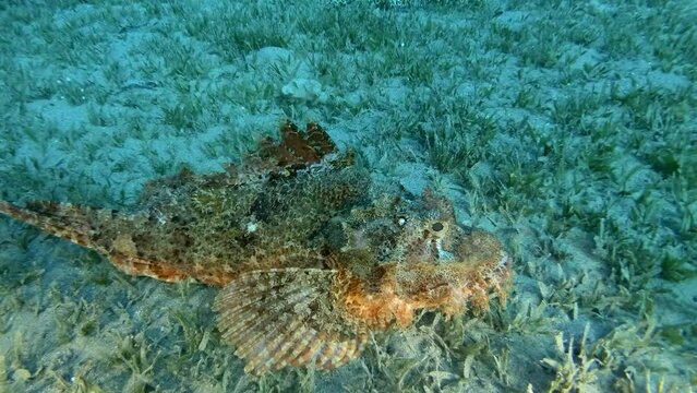 Scorpion fish lie on sandy bottom covered with green seagrass. Bearded Scorpionfish (Scorpaenopsis barbata)