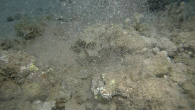 Pair of Scorpion fish lie on coral reef. Bearded Scorpionfish (Scorpaenopsis barbata). 4K-60fps