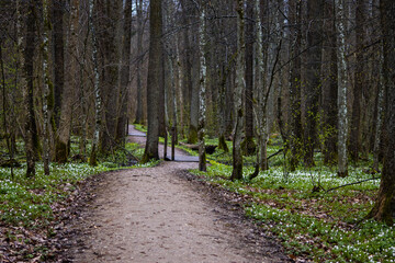 Ścieżka edukacyjna, Żebra Żubra, Białowieża, Polska © Joanna