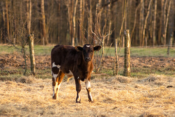 Baby cow - calf on the farm in Poland © Joanna