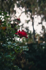 red rose in the garden