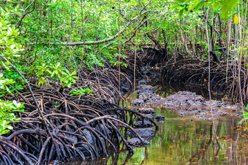 Small river in Mangrove forest, Zanzibar. Tropical forest in mud. Jozani forest