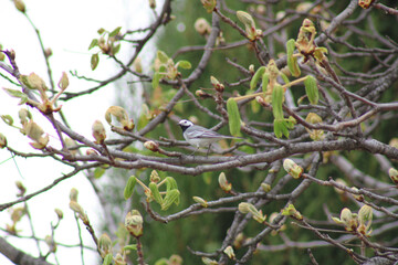 oiseau