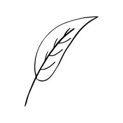 Hand drawn forest leaf, branch. Vector illustration for  card, home decor. 
Isolated on white backdrop. 