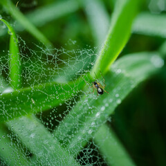 SPIDER - Wild life in the grass in meadow 
