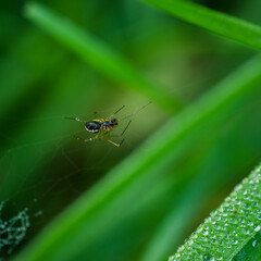SPIDER - Wild life in the grass in meadow 
