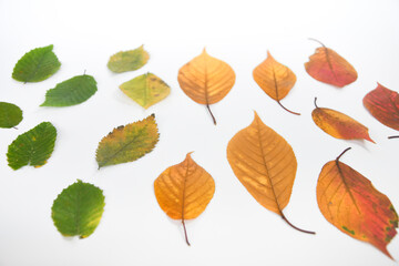 Fototapeta na wymiar Overhead of different colored leaves