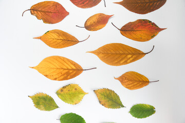 Overhead of different colored leaves