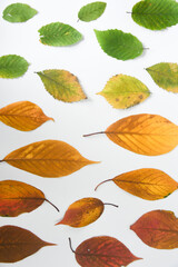 Overhead of different colored leaves