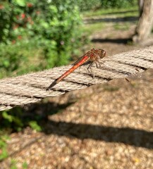 a red dragonfly sits on a rope and sunbathes