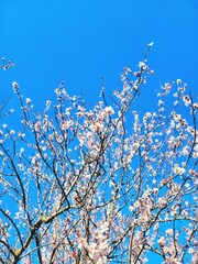 White blooming apple fruit tree in spring close-up. Natural background, texture. Abstract. Blue sky