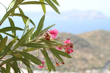 pink flowers of blue sky. selective focus plant photography.