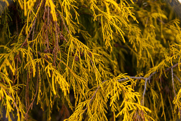 Chamaecyparis pisifera 'Filifera Aurea, Golden Threadleaf Chamaecyparis 