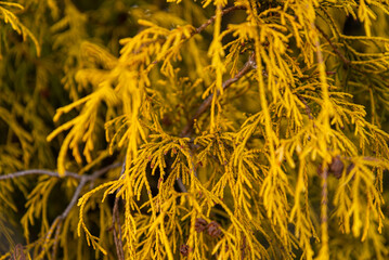 Chamaecyparis pisifera 'Filifera Aurea, Golden Threadleaf Chamaecyparis 