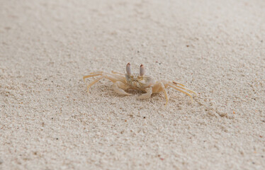 A crab on the beach is running on the white sand. Exotic animals in the resorts of tropical islands. The concept of a beach holiday in the tropics.
