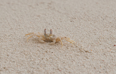 A crab on the beach is running on the white sand. Exotic animals in the resorts of tropical islands. The concept of a beach holiday in the tropics.