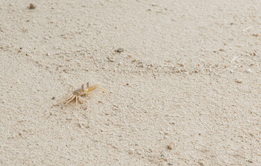 A crab on the beach is running on the white sand. Exotic animals in the resorts of tropical islands. The concept of a beach holiday in the tropics.