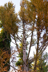 Ashe Juniper Juniperus ashei tree in nature 