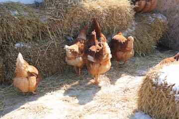 chickens in the farm