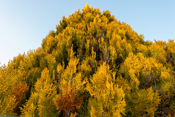Arbor vitae Thuja in garden