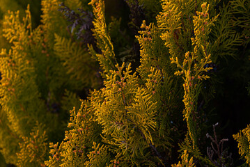 Arbor vitae Thuja in garden