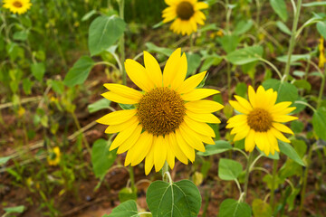 Yellow sunflower in the sunset light. Close-up. Sunflower, close-up. Yellow big flower.