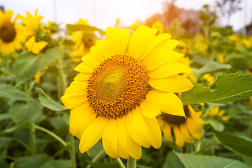 Yellow sunflower in the sunset light. Close-up. Sunflower, close-up. Yellow big flower.