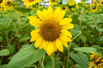 Yellow sunflower in the sunset light. Close-up. Sunflower, close-up. Yellow big flower.
