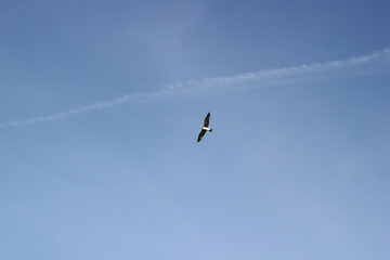 flying seagull floating on the air