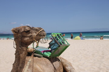 A saddeld camel in the sand ready for a ride at the beach