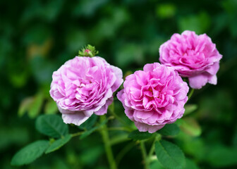 Historic old English moss roses in summer. Amazing flowers with delicate petals. Organic gardening concept. (Cristata) Copy space.