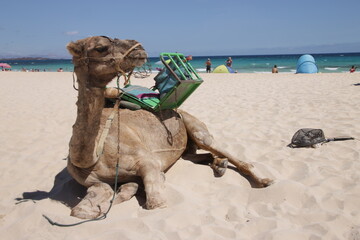 A saddeld camel in the sand ready for a ride at the beach
