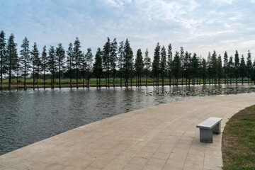 Fototapeta na wymiar Lush greener around the pond in the park