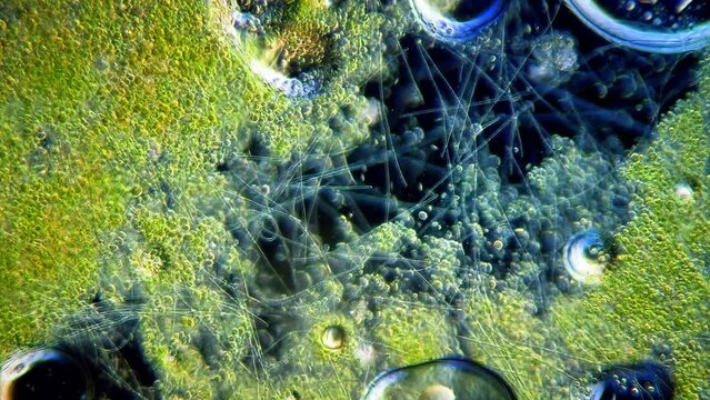 Cyanobacteria and green algae movement under microscope