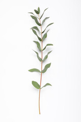 Eucalyptus branch with fresh leaves isolated on white, top view