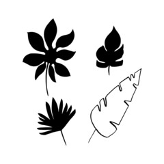 Banana leaf.  Hand drawn forest leaf, branch. Vector illustration for  card, home decor. 
Isolated on white backdrop. 