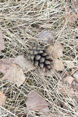 cone on dried grass lies, and leaves are nearby