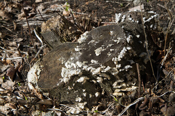 Rotten stump in the forest.