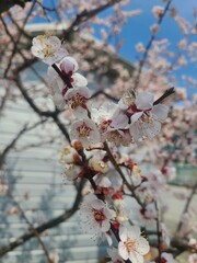 blossom