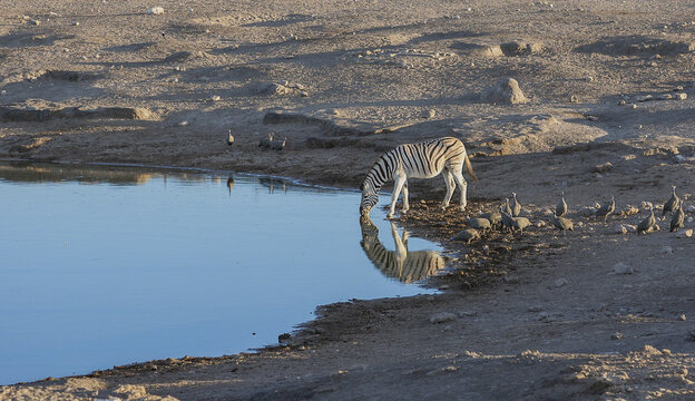 Zebra kissing its mirror image reflecting in an Etosha National Park waterhole