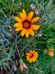 yellow flowers in the garden