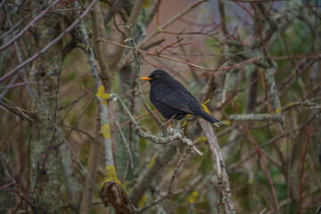 Common Blackbird (Turdus merula) perched on a tree branch