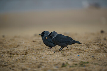 Western Jackdaw (Coloeus monedula) walking on a sand beach