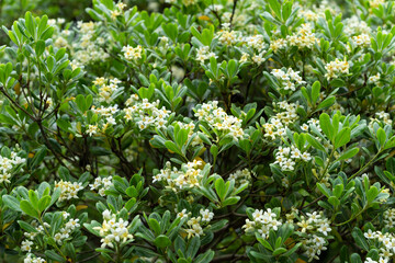 トベラの花咲く