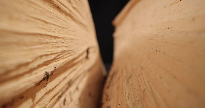 Wooden surface and texture . Natural background. Slow panning shot. Close up of a wooden surface texture macro shoots.