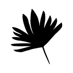 Banana leaf. Hand drawn forest leaf, branch. Vector illustration for  card, home decor. 
Isolated on white backdrop. 