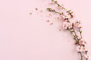 image of spring white cherry blossoms tree over pink pastel background