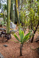 Obraz premium Gardens of Saint-Martin in the Principality of Monaco